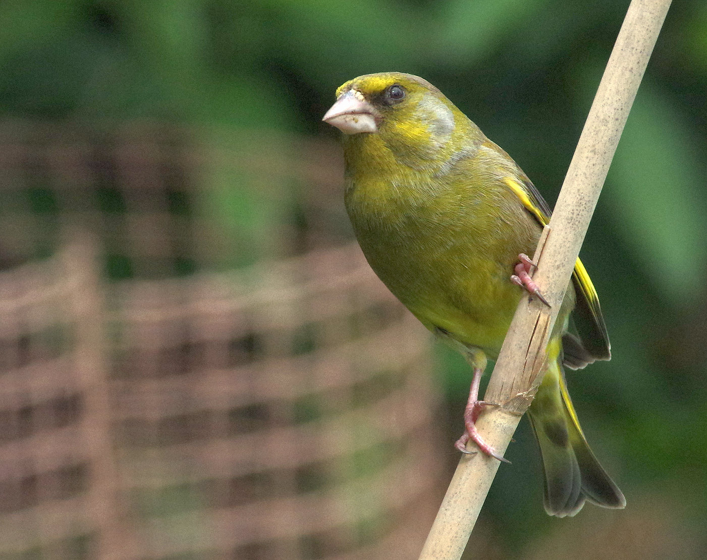 Birds of the Heath: Greenfinches in the garden - after a period of