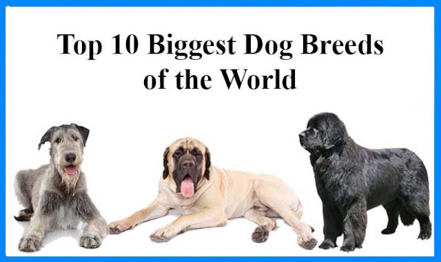 The Biggest Dogs in the World