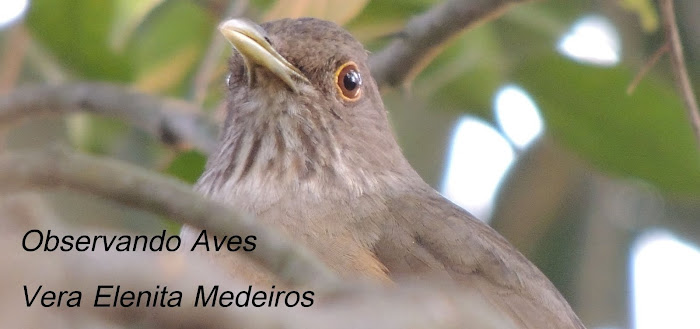 Observando Aves