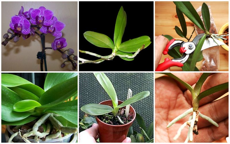 4 Panduan Praktis Cara Menanam Bunga Anggrek  Dalam Pot 