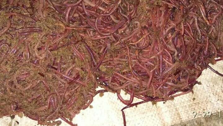 Rahasia Umpan Jitu Ikan Lele Paling Ampuh Mancing Ikan