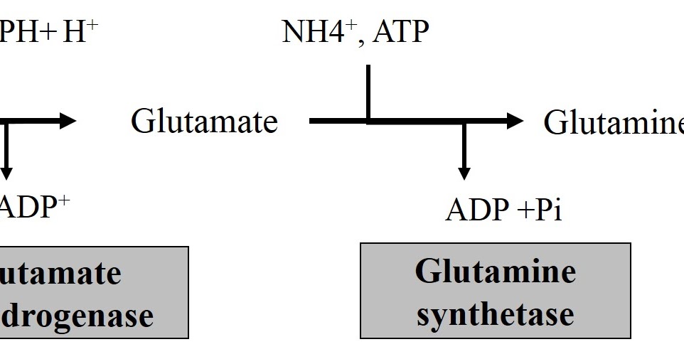 Amino Acid Metabolism and Aminoacidurias MCQ
