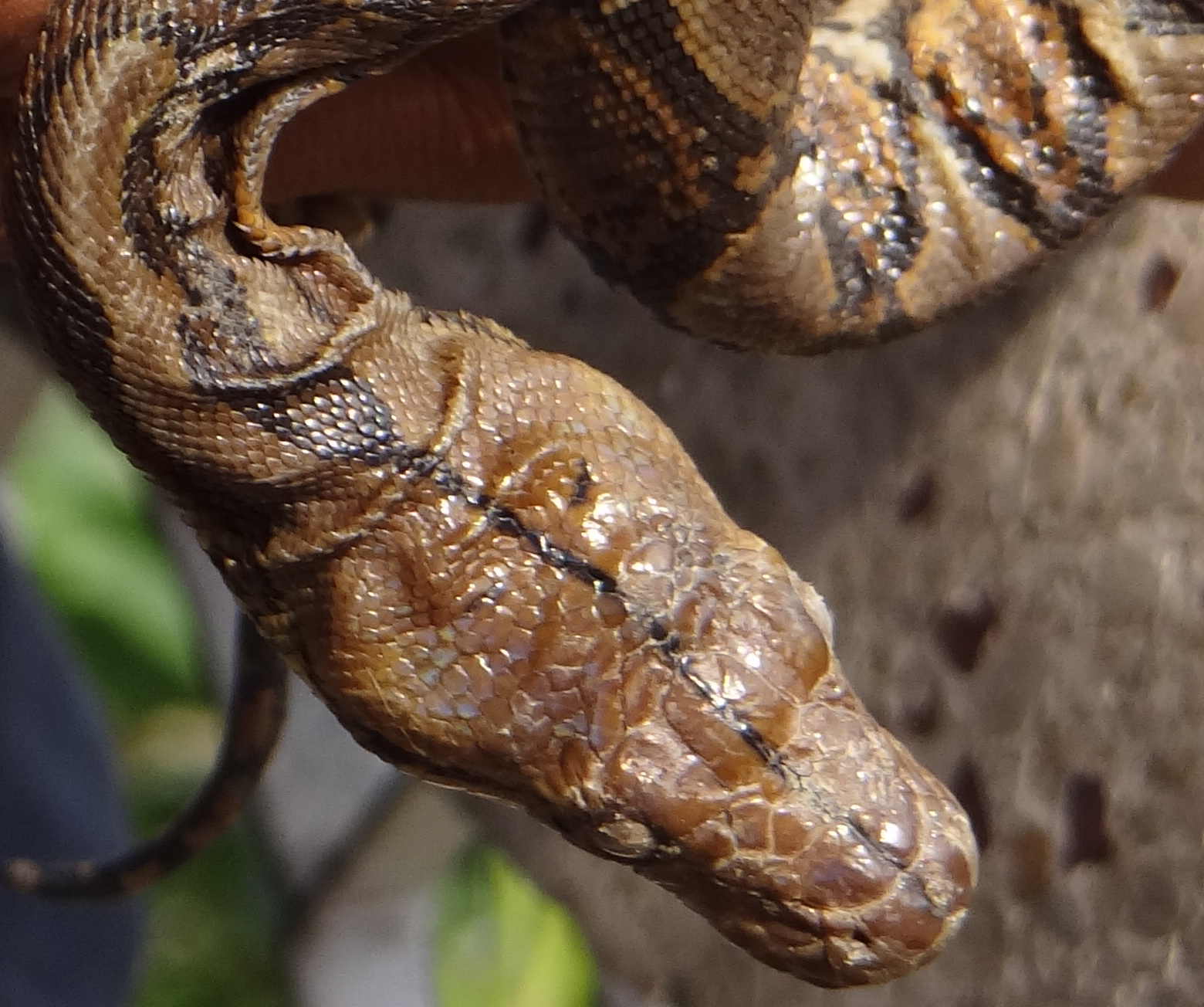 rocky singh: Reticulated python found in Mizoram, North East india, (Dt ...
