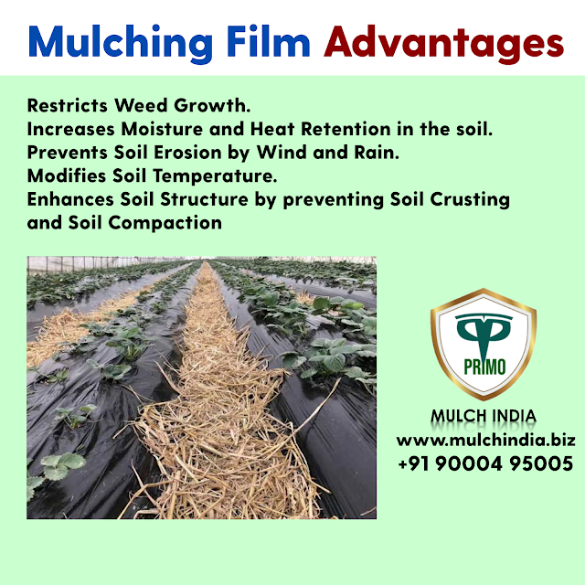 MulchIndia What is the meaning of mulching in agriculture? Mulch
