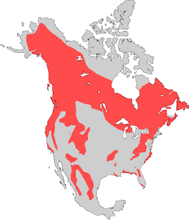 Amerikan kara ayısının dağılım haritası