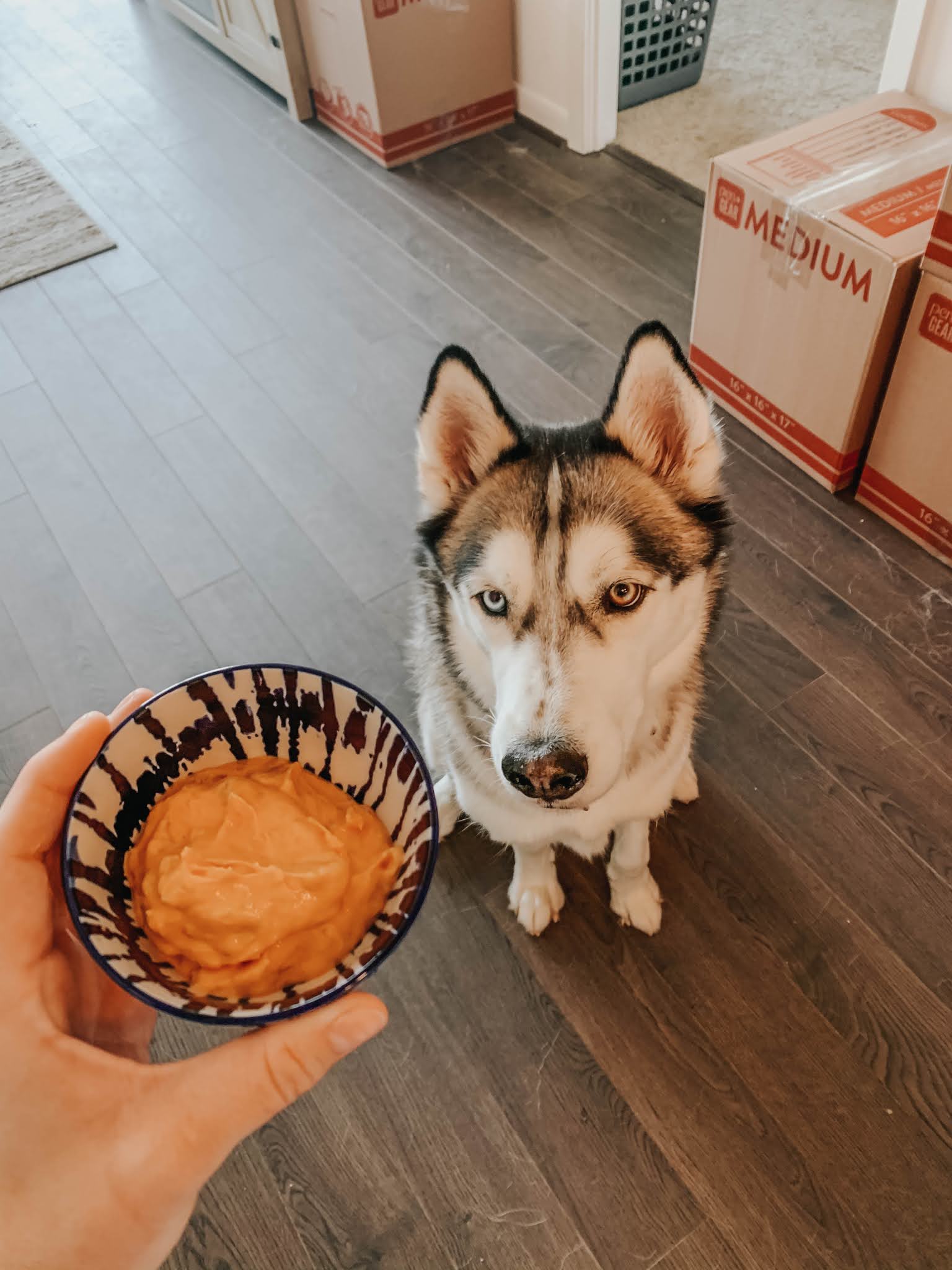 2 Easy Summer Treats For Your Dog 2 Easy Summer Treats For Your Dog