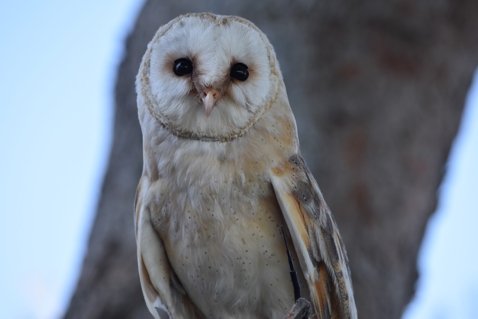 ZOOTOGRAFIANDO (MI COLECCIÓN DE FOTOS DE ANIMALES