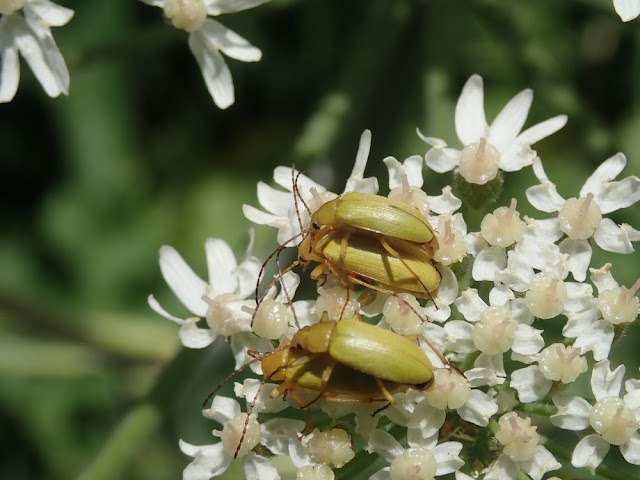 Cteniopus sulphureus Cteniopus sulphureus