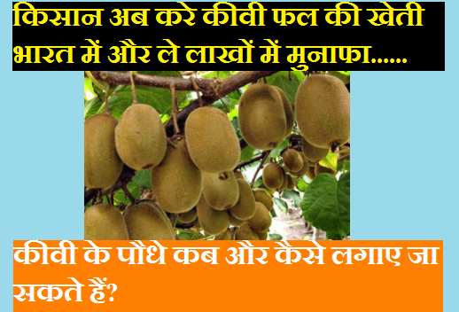 किसान अब करे कीवी फल की खेती भारत में और ले ज़बरदस्त मुनाफा।