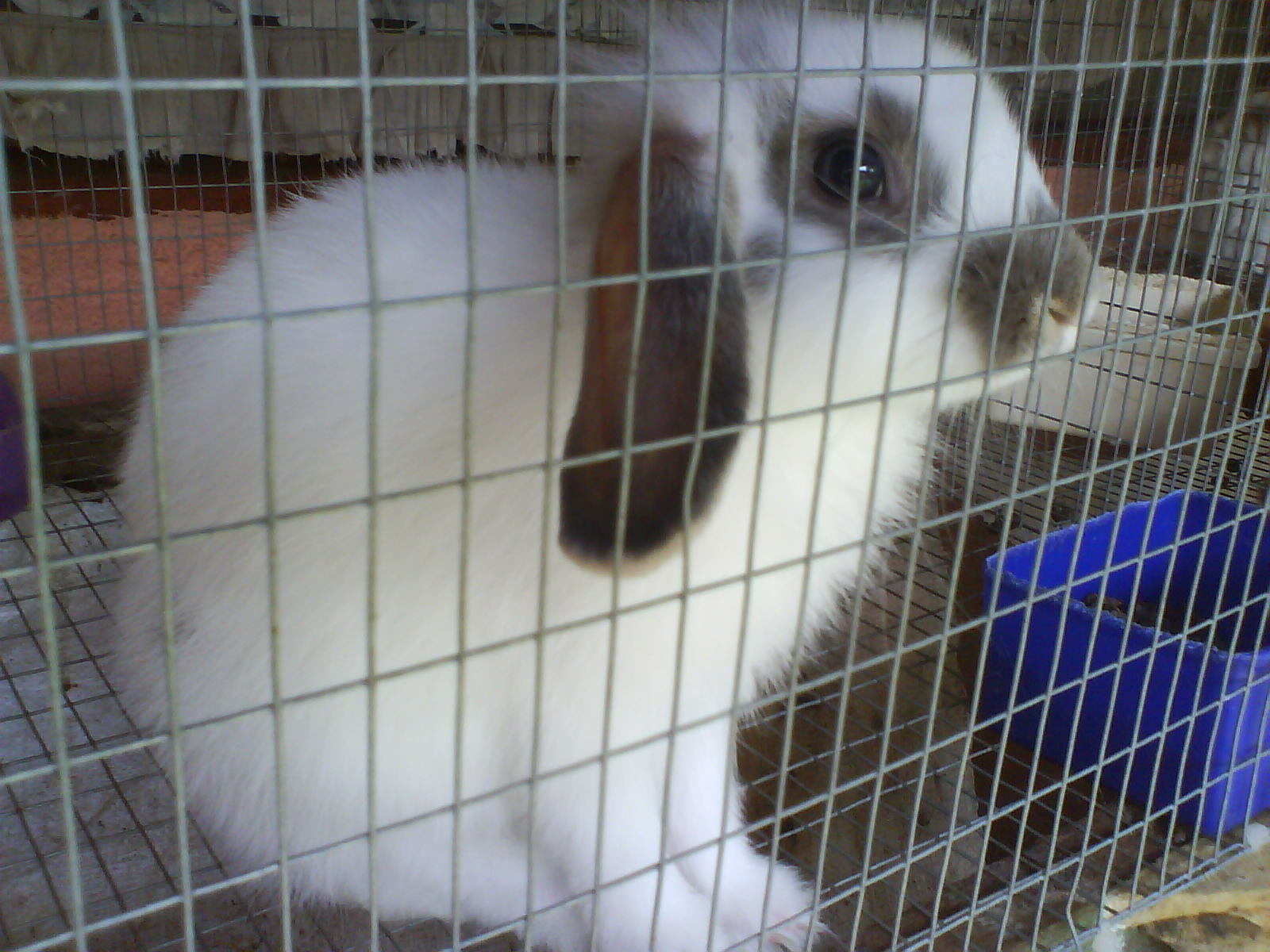 Rabbit Zone RABBITS FOR SALE