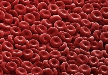 Sangue Humano | Funções e Características do Sangue Sangue Humano | Funções e Características do Sangue
