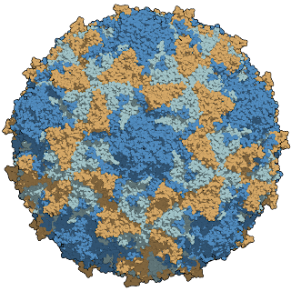 Zincirlerle renklendirilmiş bir tip 3 poliovirüs kapsidi