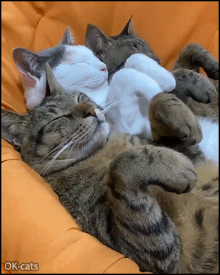 Cute cat GIF • Nap time: 3 PAWesome cats sleeping side to side with paws up. Happy family Cute cat GIF • Nap time: 3 PAWesome cats sleeping side to side with paws up. Happy family