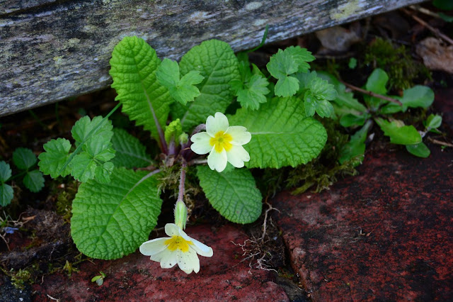 Primula vulgaris Primula vulgaris