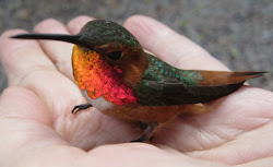 please hummingbird fly away