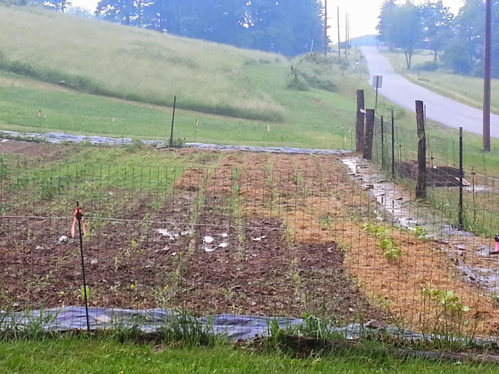 Growing Home Mulching, mulching, rain rain...