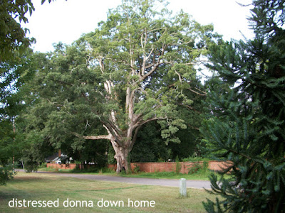 beloved oak tree, Aiken, SC