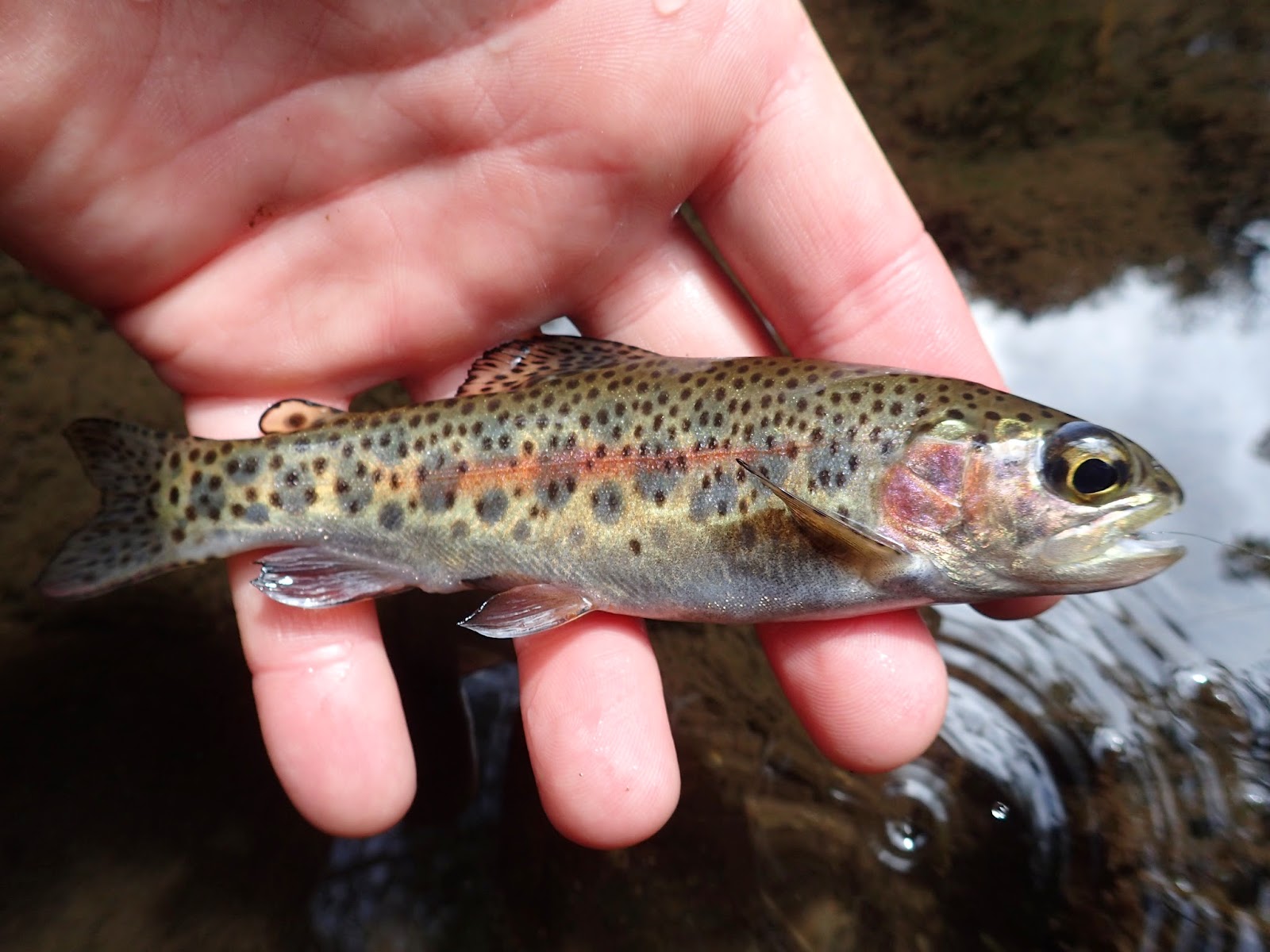 First Cast Fly Fishing Costa Rica DIY Trout Fly Fishing
