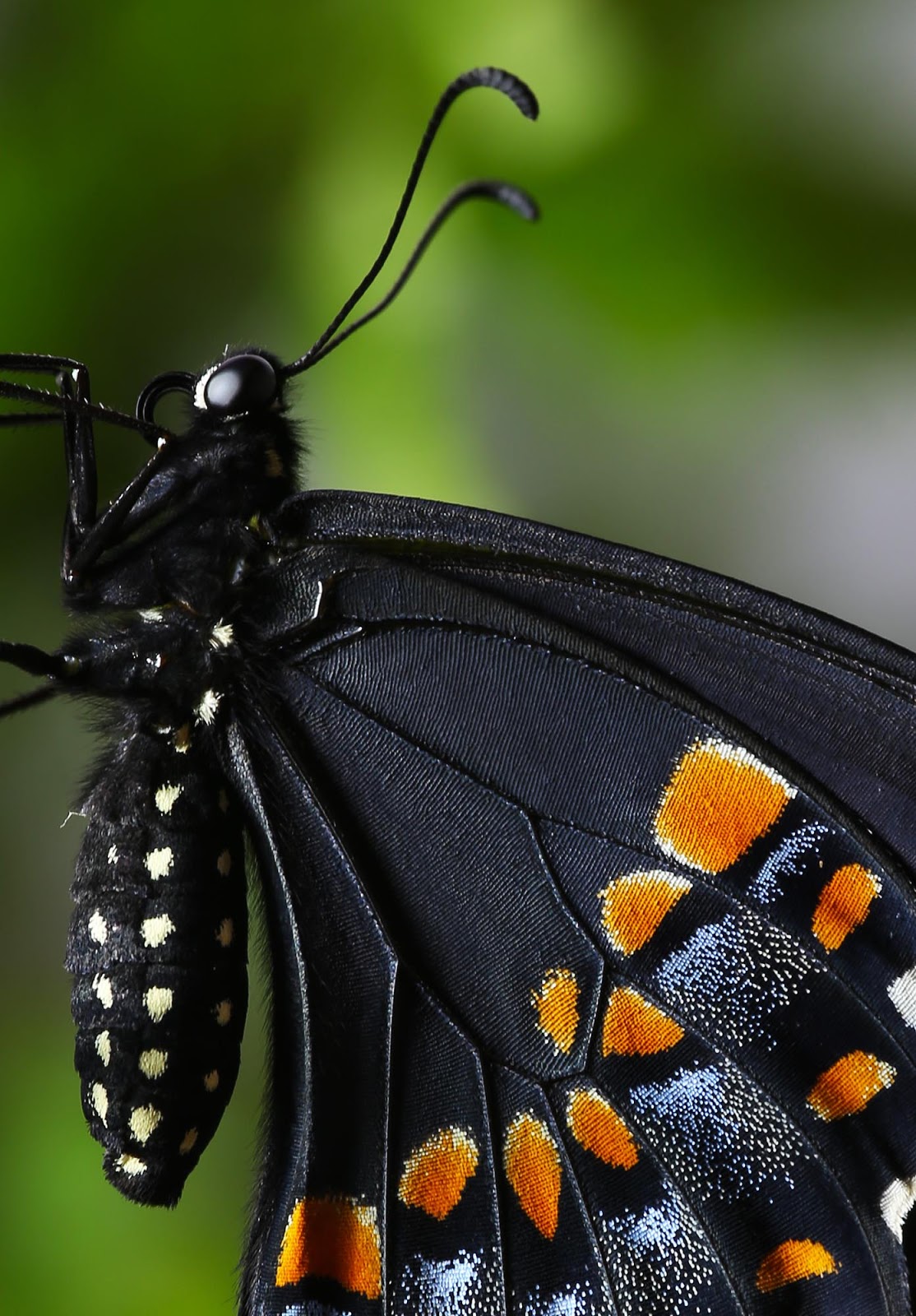 All of Nature Black Swallowtail Butterfly Emerges