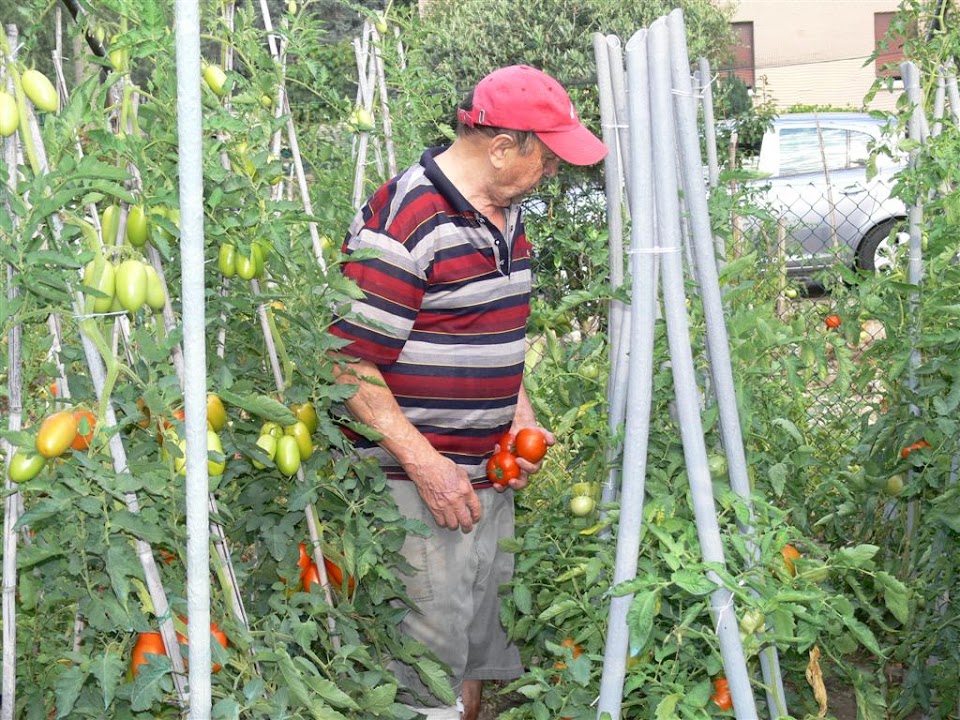 papà nella piantagione di pomodori