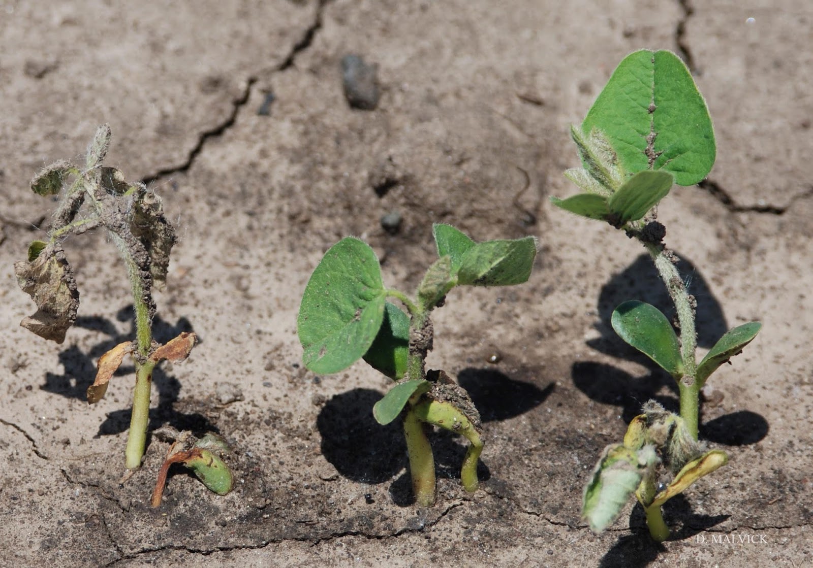 A Brief Review of Key Soybean Seedling Diseases