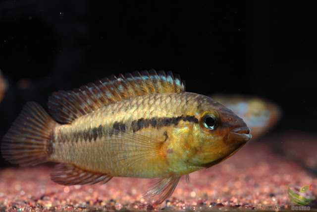 Apistogramma eleutheria / Rio Treze de Maio