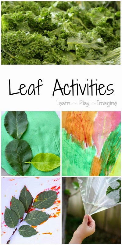 Leaf Activities for Kindergarten ~ Learn Play Imagine