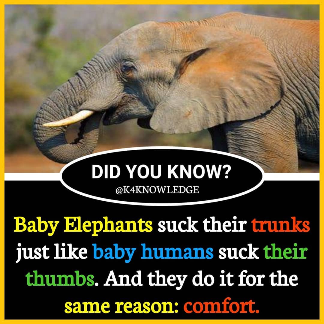 Facts about animals