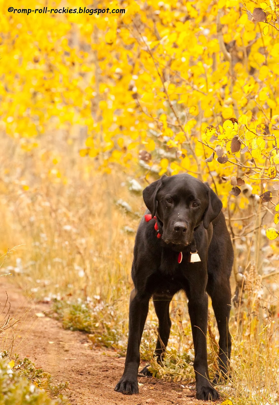Romping and Rolling in the Rockies The Cracker Dog Returns