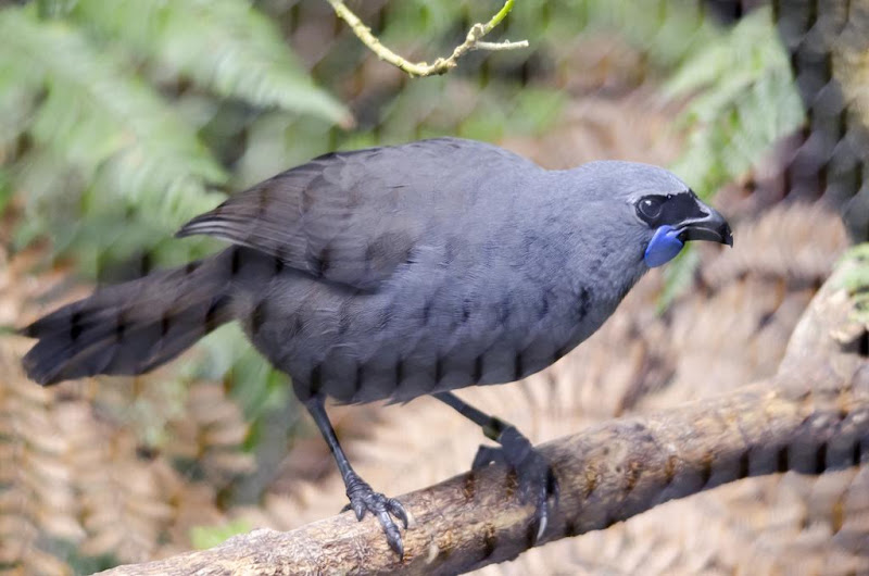 Κρεάδιο Ορνιθοπανίδα