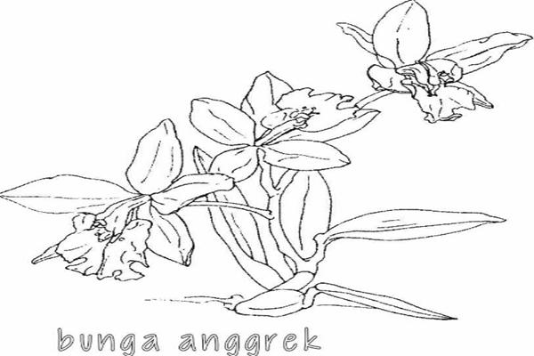gambar mewarnai motif bunga anggrek