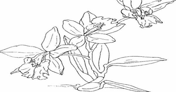 gambar bunga anggrek putih untuk mewarnai