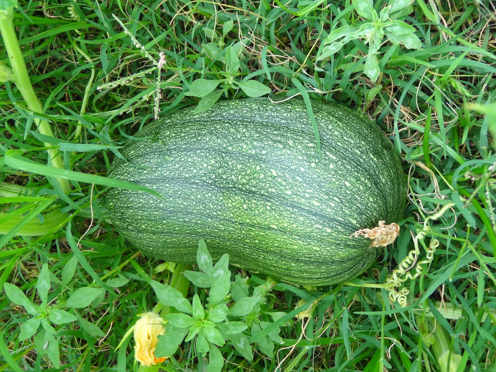 Rebecca�s Texas Garden Squash Planting Round 2