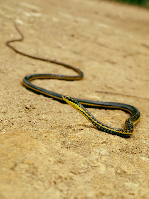 Schlangen Madagaskars