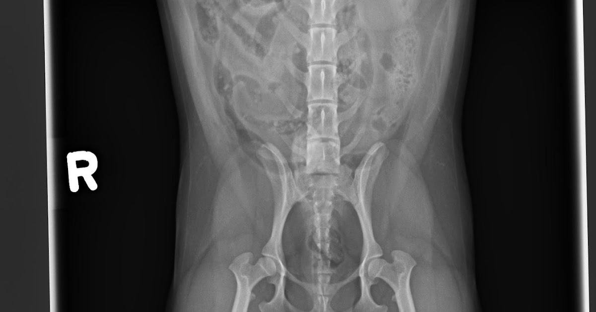 Small Animal Radiology Case Study 1