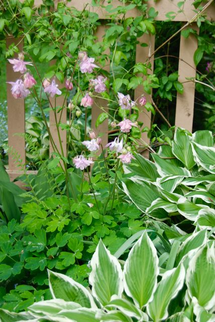 My favorite columbine this year... a medium pink bonnet. My favorite columbine this year... a medium pink bonnet. ...Here it is by the fence with white-variegated hostas and Clematis 'Lil' Nell' growing like crazy up behind.
