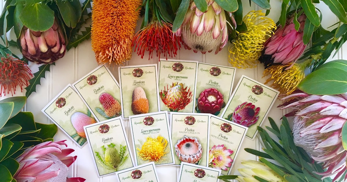 A Passion for Flowers New on the Farm Protea Seeds