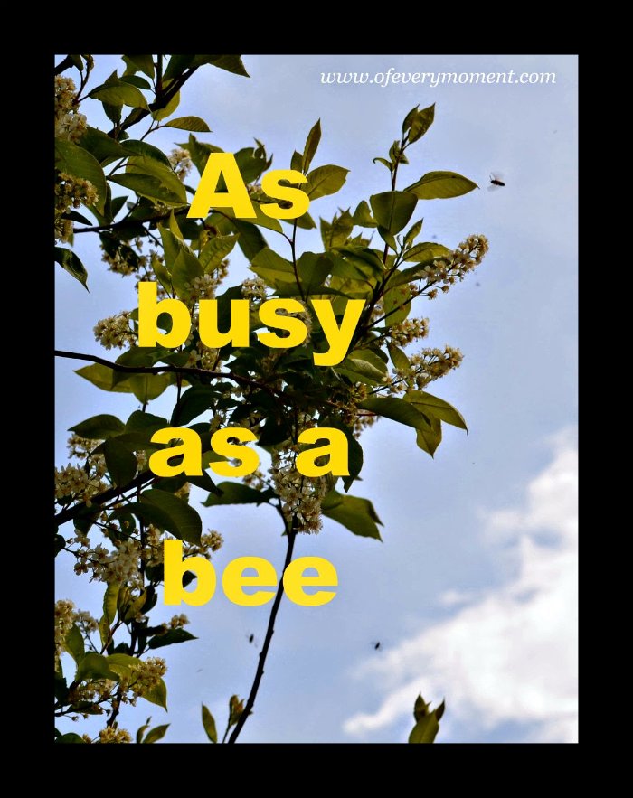 Busy as a Bee the most of every moment