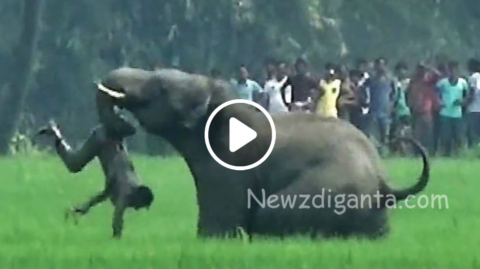 நெஞ்சில் துணிவு இருக்கவங்க மட்டும் இந்த வீடியோ பாருங்க ! முட்டாள்தனத்தால் நடந்த விபரீதம் !! நெஞ்சில் துணிவு இருக்கவங்க மட்டும் இந்த வீடியோ பாருங்க ! முட்டாள்தனத்தால் நடந்த விபரீதம் !!