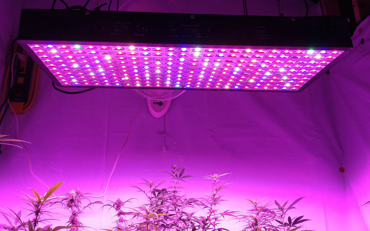 5 Tips to Maximize Your Indoor LED Grow Lights Buzzz One