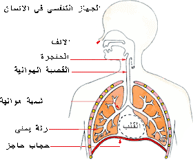 رحلة داخل جسم الإنسان، الجهاز التنفسي