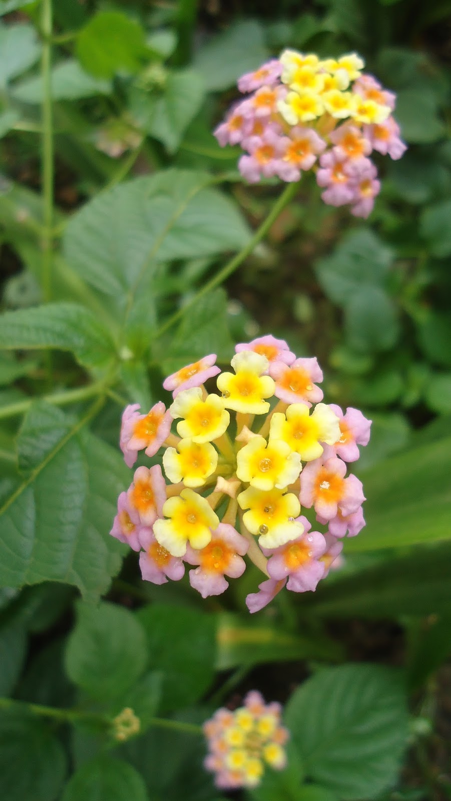 Ornamental Plants With Names Tagalog Philippin News Collections Ornamental Plants With Names Tagalog Philippin News Collections