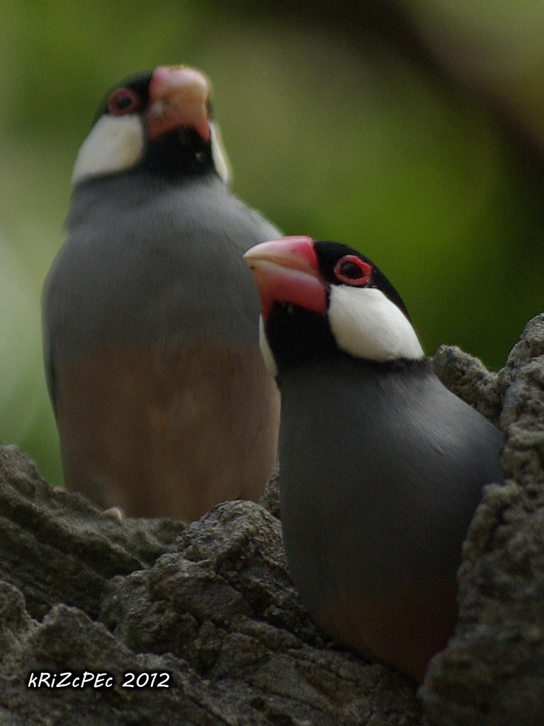 kRiZcPEc PhotoBlog (II) Two Java Rice Birds