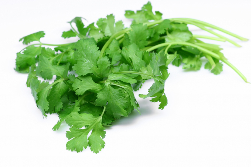 HEALTH, PERSONALITY AND LIFESTYLE Health Benefits of Coriander's Leaves