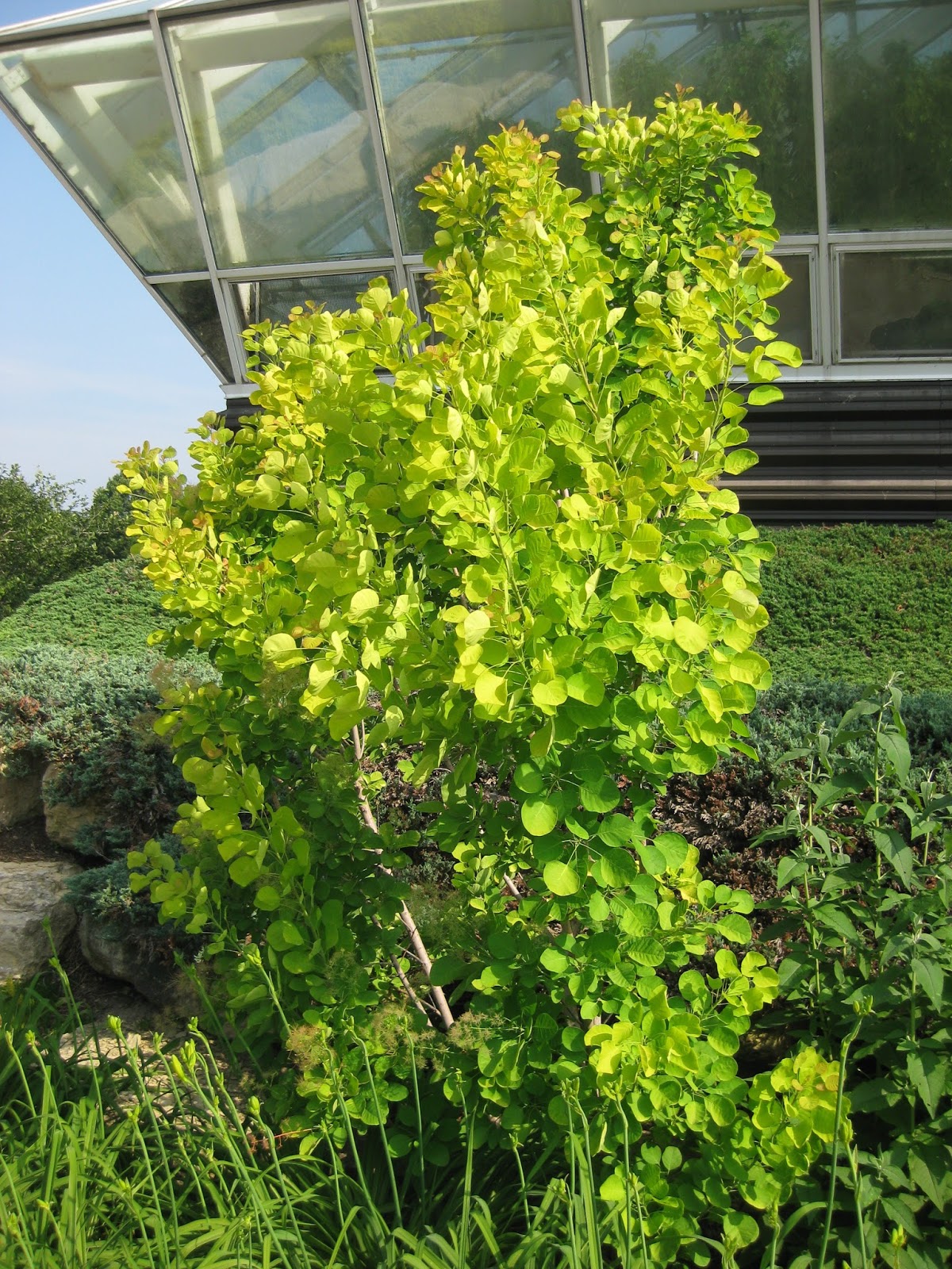 Aggressive Weed Challenges Mn Gardeners Japanese Knotweed