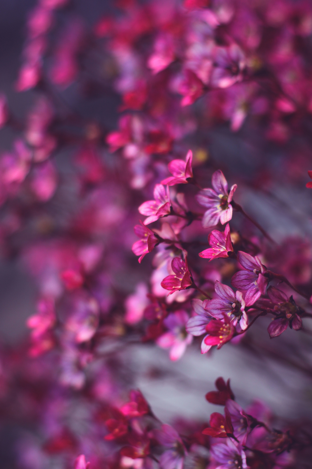 Pink flowers macro wallpaper - HD Mobile Walls