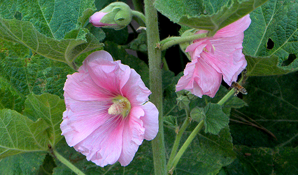 Pink Hollyhock Blossoms with Bee
