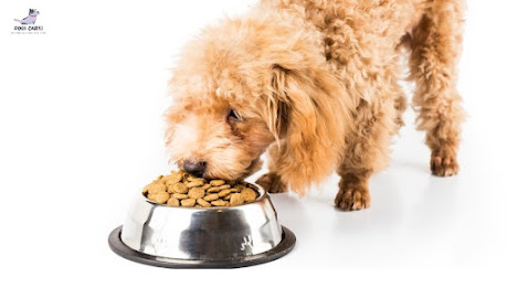 Diet For Poodles