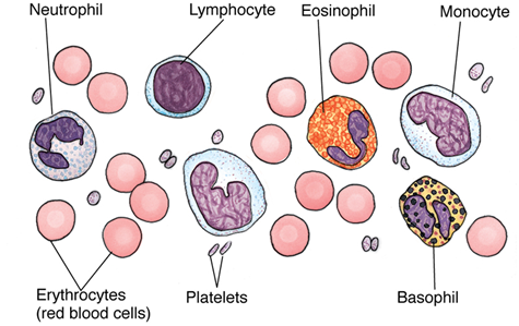 Histología: Blood and Hemopoiesis