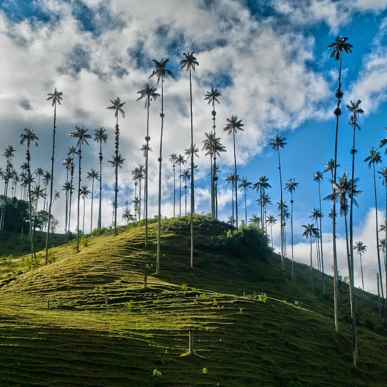 Palm Tree Colombia, World's Highest